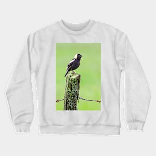 Bobolink Crewneck Sweatshirt